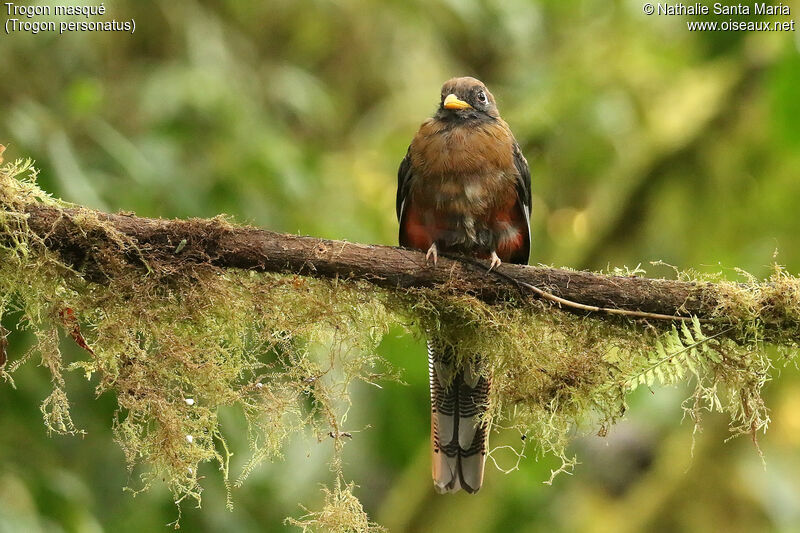 Trogon masquéimmature, identification