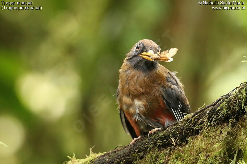 Trogon masquéimmature, identification, régime, mange