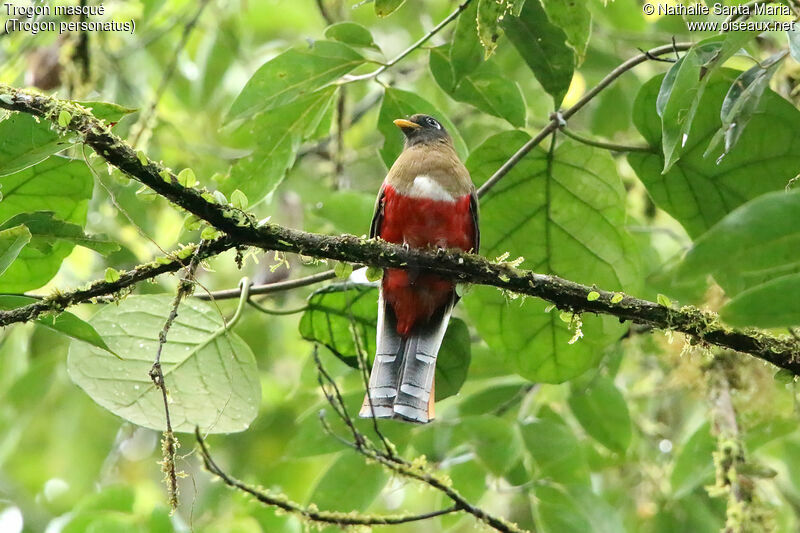 Trogon masqué femelle, identification