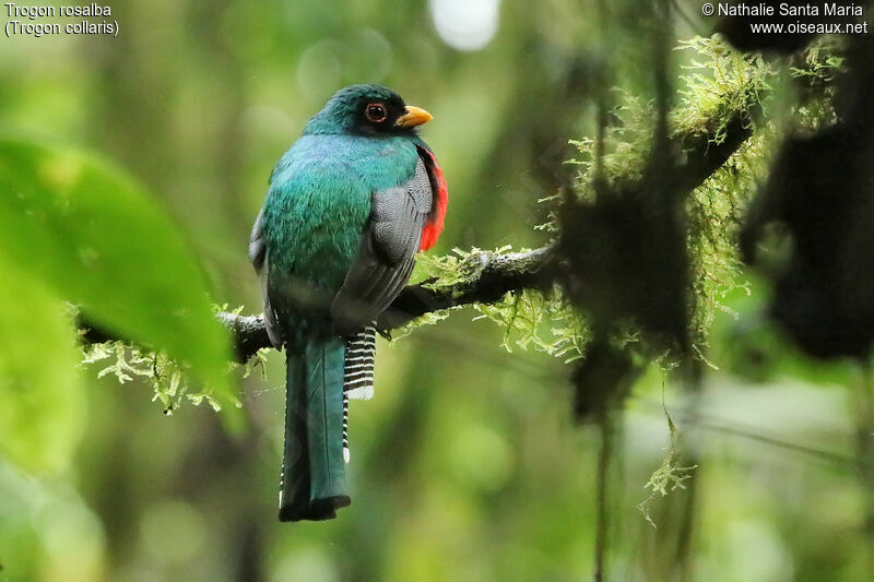 Collared Trogon male adult, identification