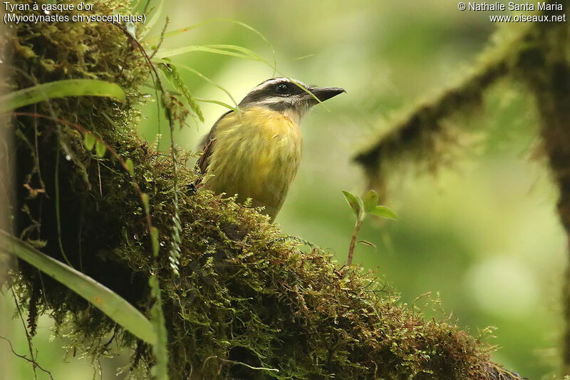 Golden-crowned Flycatcheradult, identification