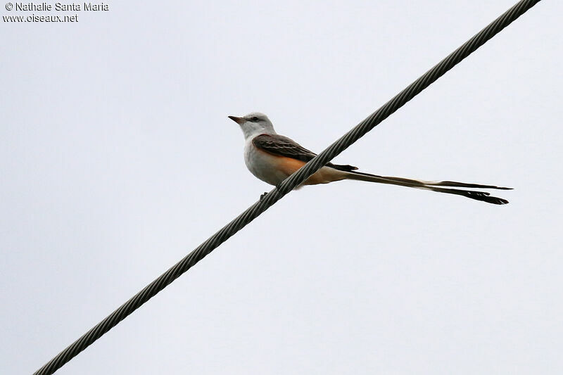 Scissor-tailed Flycatcheradult, identification