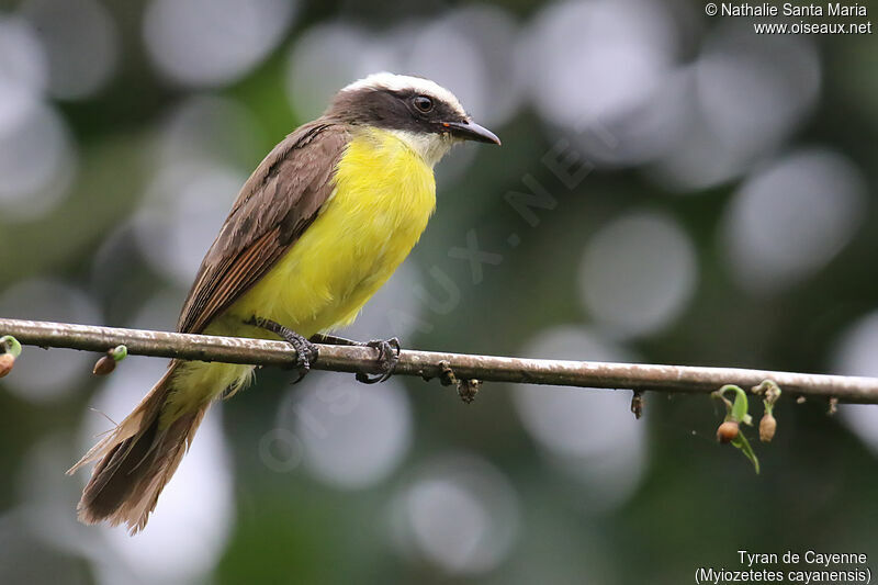 Rusty-margined Flycatcher