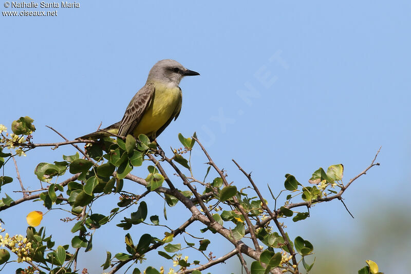 Couch's Kingbirdadult, identification