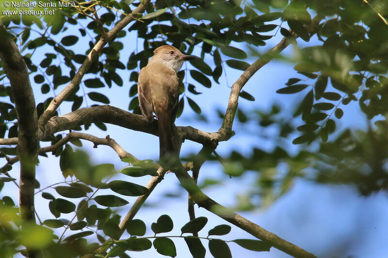 Brown-crested Flycatcheradult, identification