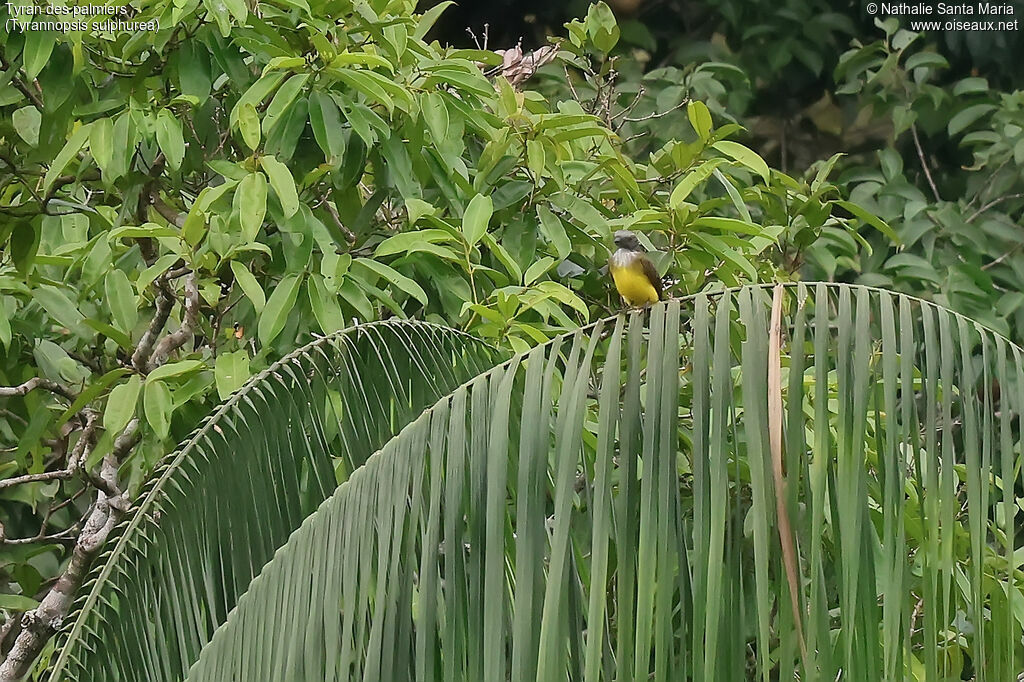 Tyran des palmiersadulte, habitat
