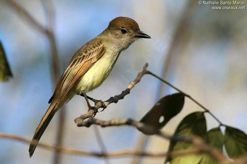 Tyran du Yucatanadulte, identification