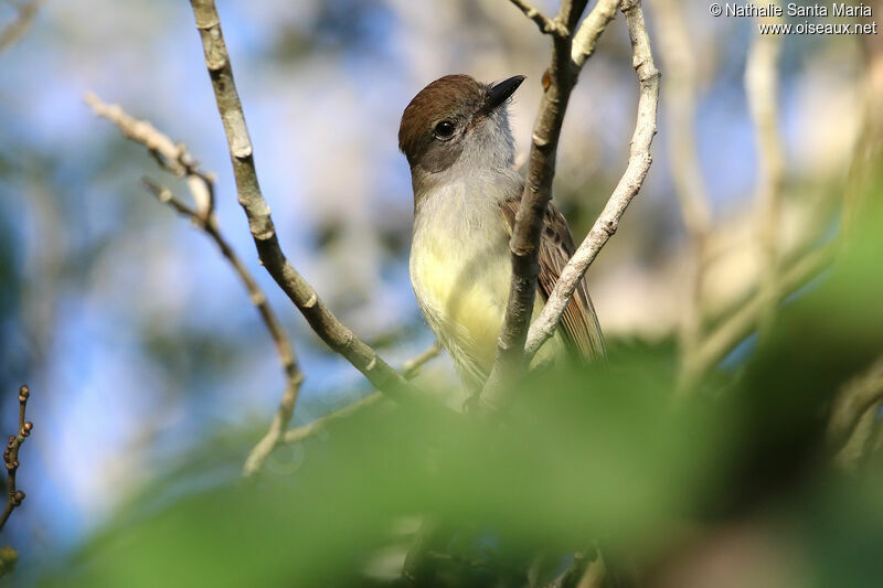 Tyran du Yucatanadulte, identification