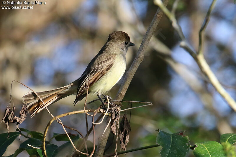 Tyran du Yucatanadulte, identification