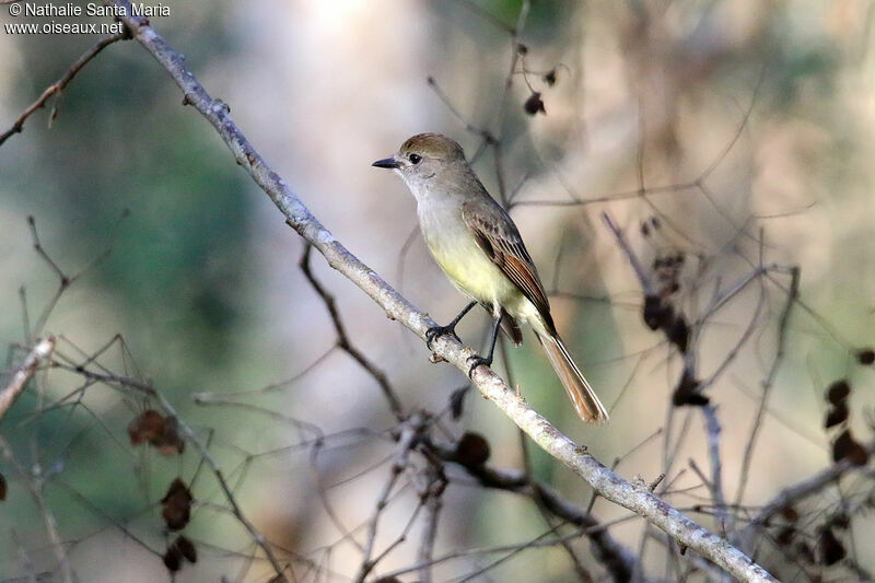 Tyran du Yucatanadulte, identification