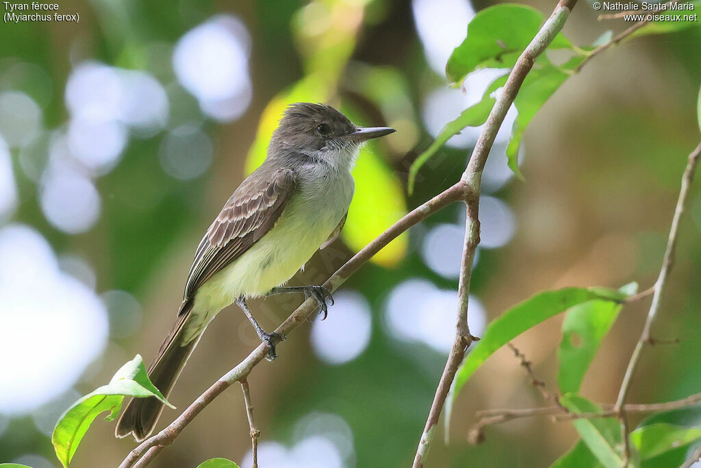 Tyran féroceadulte, identification