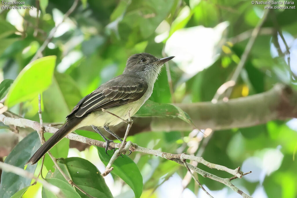 Tyran féroceadulte, identification