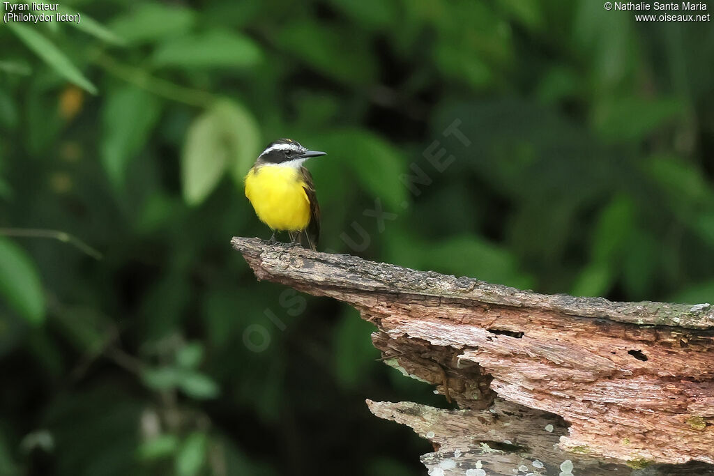 Tyran licteuradulte, identification