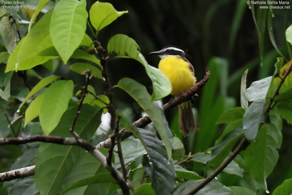 Lesser Kiskadee