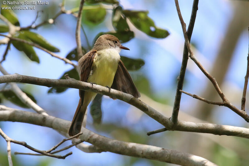 Dusky-capped Flycatcheradult, identification