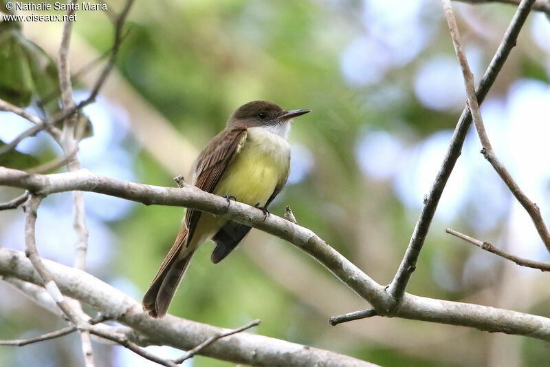 Tyran olivâtreadulte, identification