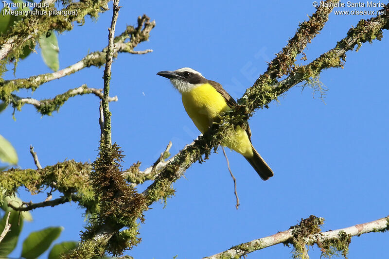 Boat-billed Flycatcheradult, identification