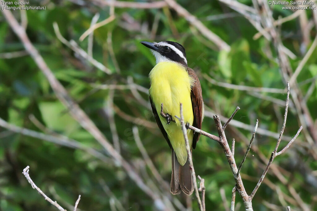 Tyran quiquiviadulte, identification