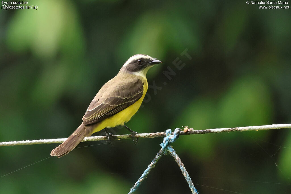 Tyran sociableadulte, identification