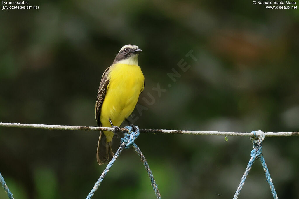 Social Flycatcher