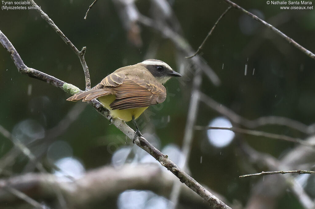 Tyran sociable