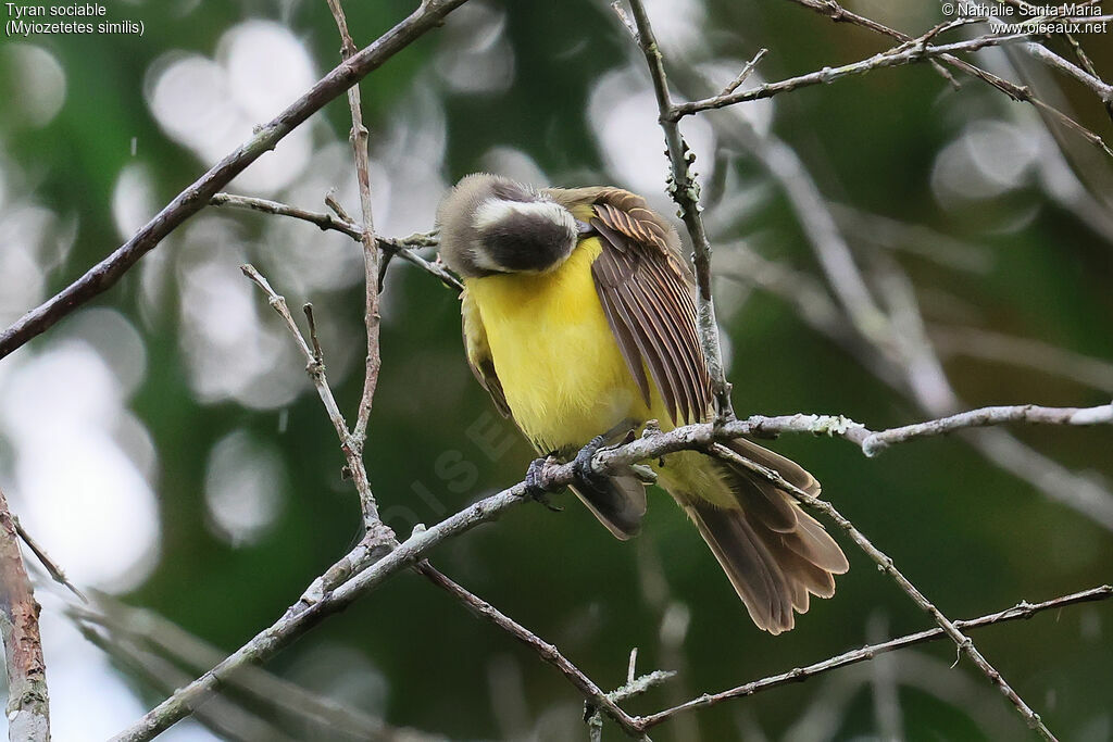 Tyran sociable