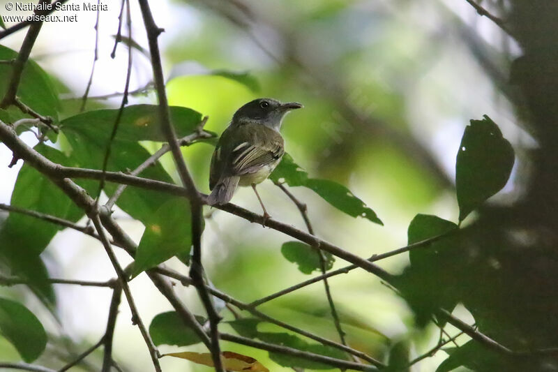 Northern Bentbilladult, habitat