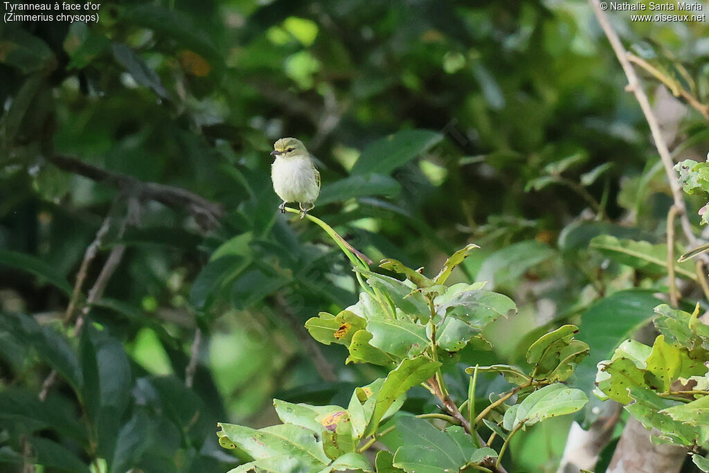 Golden-faced Tyrannulet