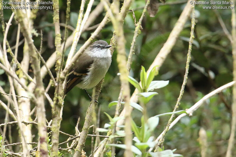 Tyranneau à gorge blancheadulte, identification