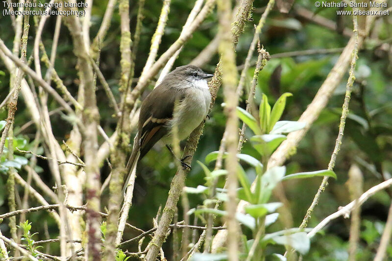 White-throated Tyrannuletadult, identification