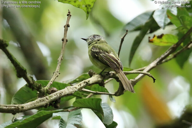 Ashy-headed Tyrannuletsubadult, identification