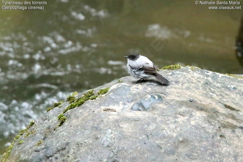 Tyranneau des torrentsadulte, identification