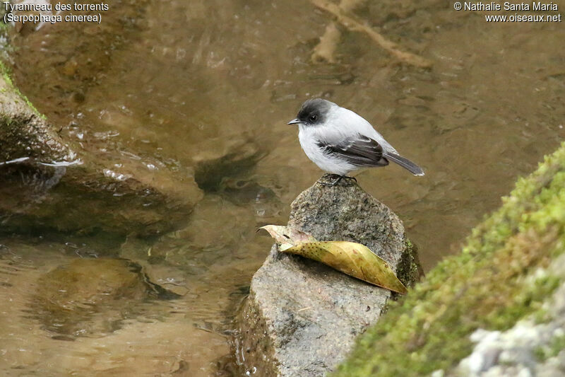 Tyranneau des torrentsadulte, identification