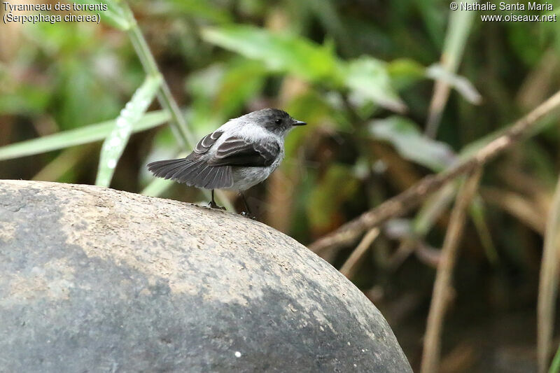 Tyranneau des torrentsadulte, identification