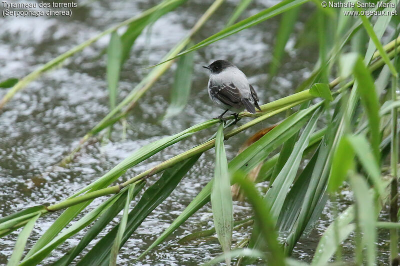 Tyranneau des torrentsadulte, habitat