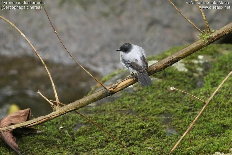 Tyranneau des torrentsadulte, identification