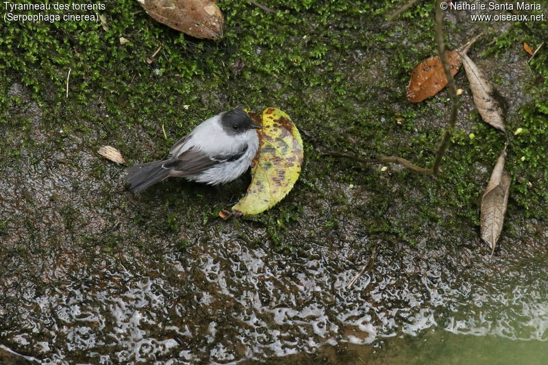 Torrent Tyrannuletadult, identification