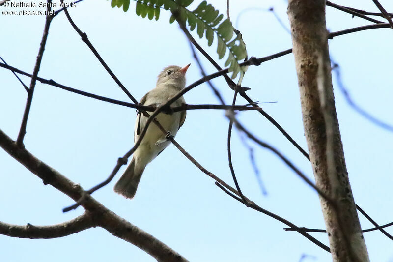 Tyranneau imberbeadulte, identification