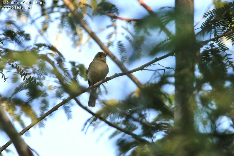 Northern Beardless Tyrannuletadult, habitat