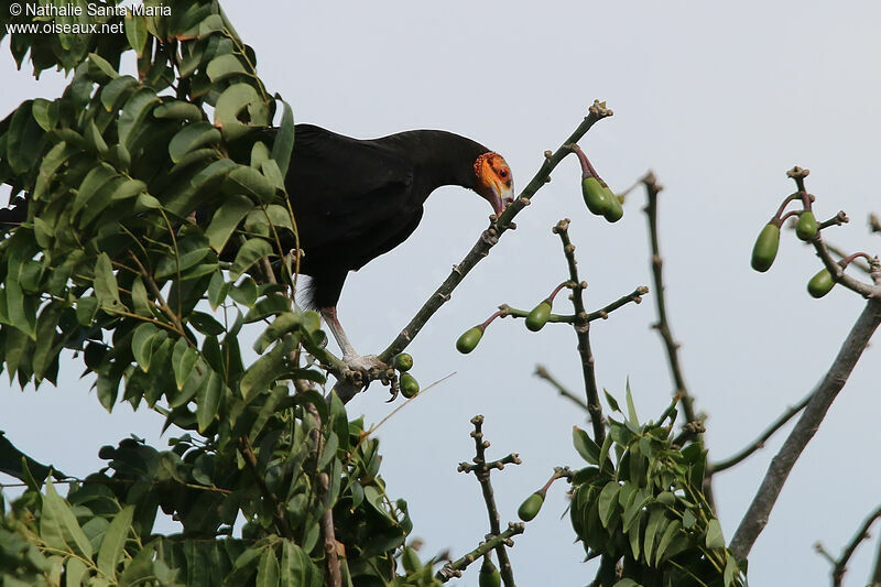 Lesser Yellow-headed Vultureadult, identification