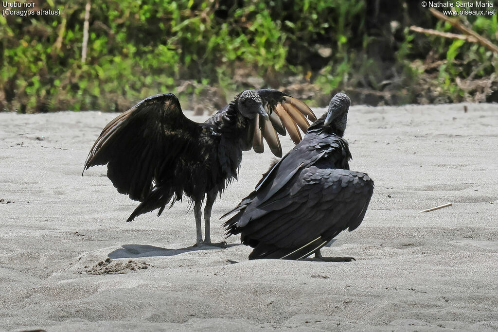 Black Vulture