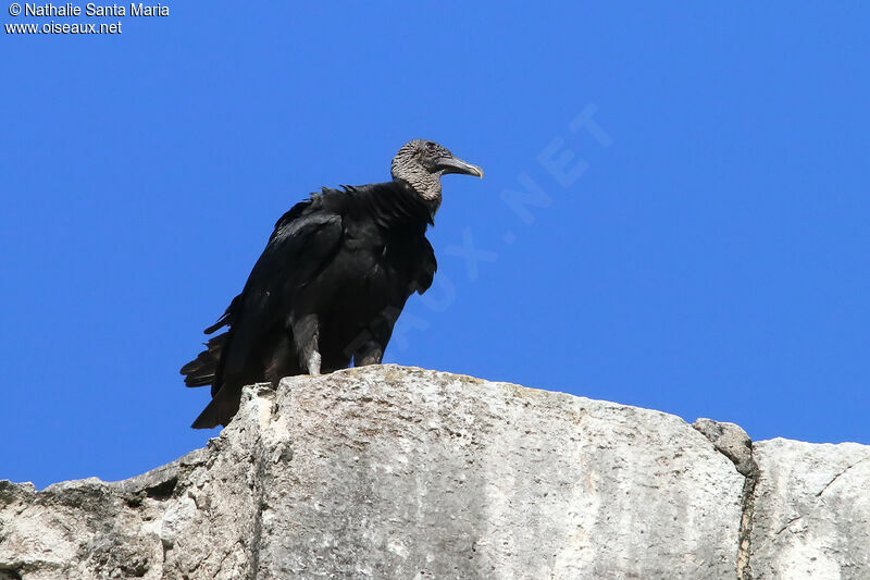 Urubu noiradulte, identification