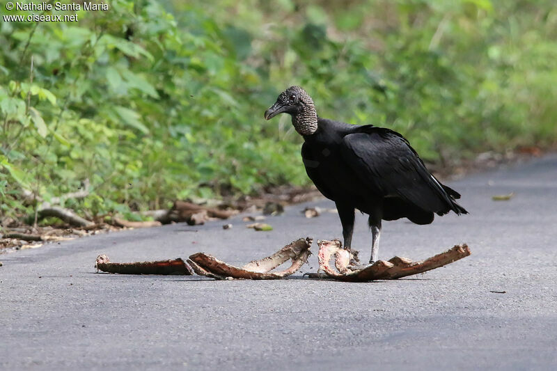 Urubu noiradulte, identification, mange