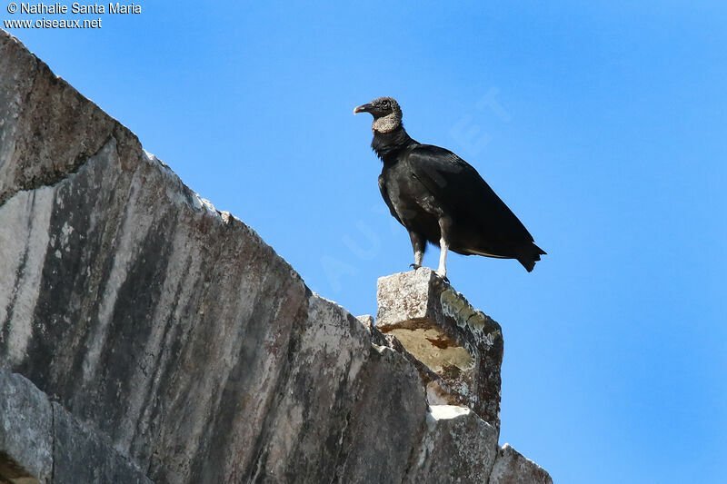 Black Vultureadult, identification