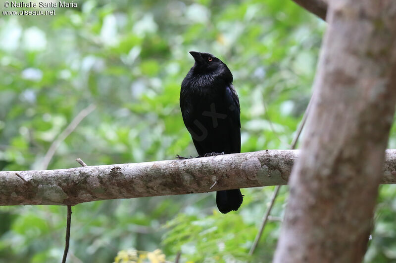 Bronzed Cowbird male adult, identification