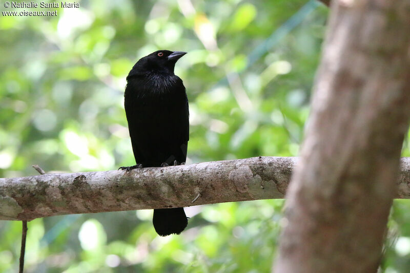 Bronzed Cowbird male adult, identification