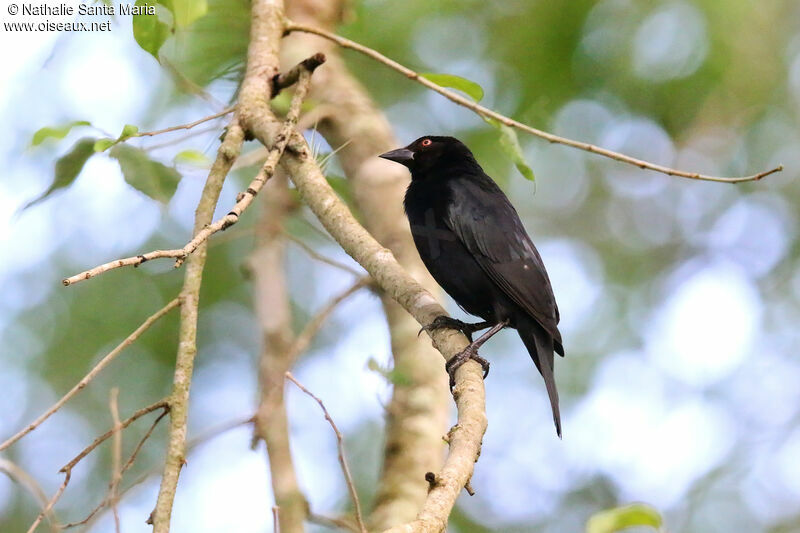 Bronzed Cowbird male adult, identification