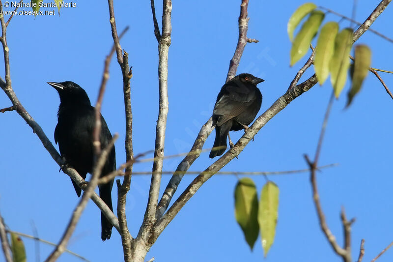 Bronzed Cowbird male adult, identification