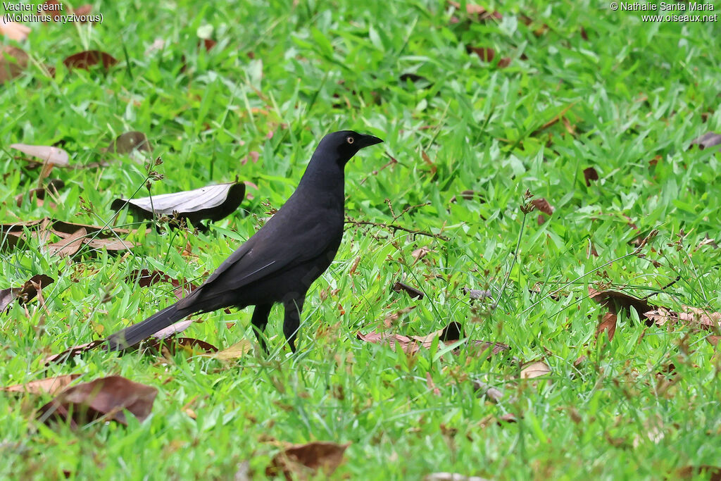 Giant Cowbird