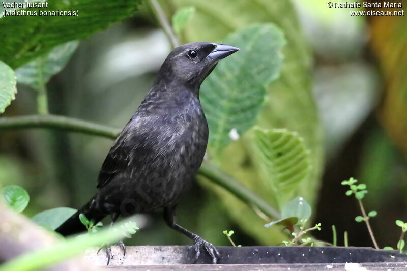 Shiny Cowbird, identification